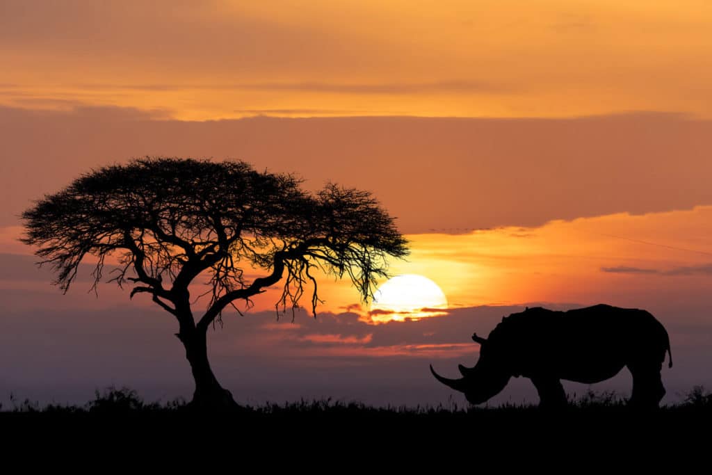 The Quintessential Kenya Safari: A 7-Day Journey Through the Wild
